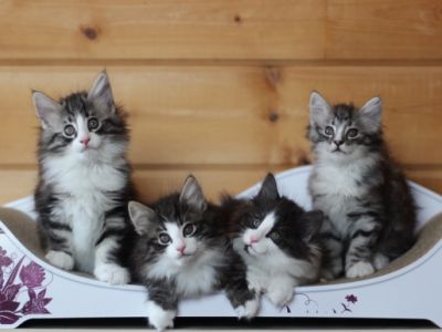 Norwegische Waldkatze-Züchter in Deutschland Snautz.de