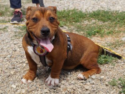 36+ Hunde Zu Verschenken Bielefeld, Wenn du einen hund, eine katze