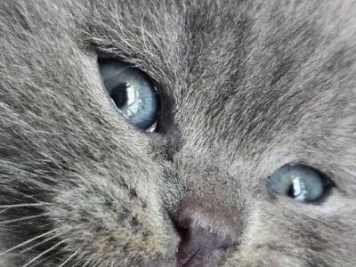 Katzen Kaufen Bremen