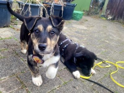 Hunde tierschutz tierheim Tiermarkt in Zürich // Snautz.de