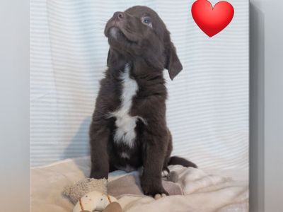 Hunderasse Retriever Australian Labrador Retriever-Welpen kaufen & verkaufen Snautz